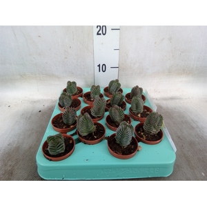 Crassula  'Buddha's Temple'