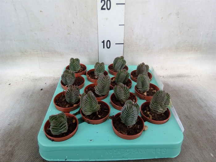 <h4>Crassula  'Buddha's Temple'</h4>