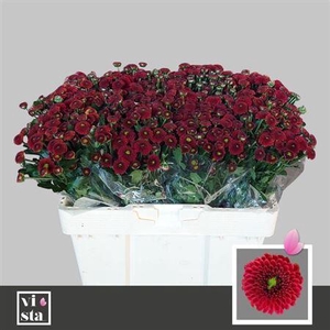 Chr San Purpetta Red