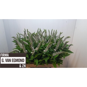 LYSIM CLETHROIDES