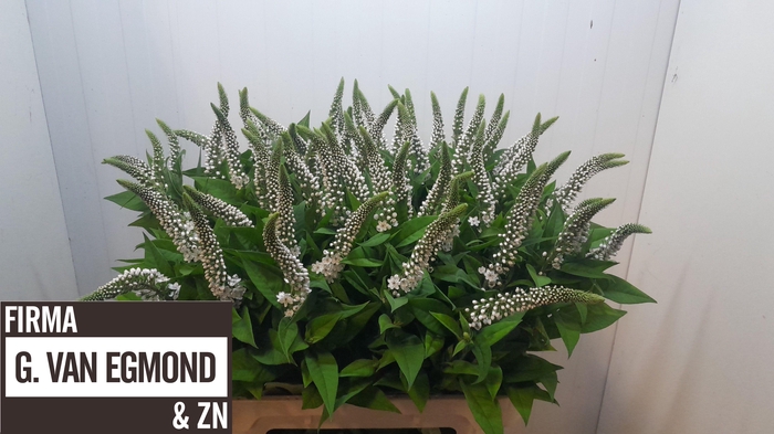 <h4>LYSIM CLETHROIDES</h4>