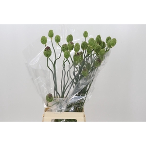 Allium Green Berry