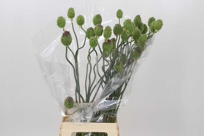 <h4>Allium Green Berry</h4>