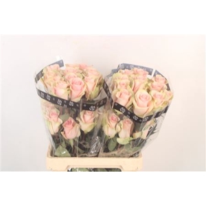 R Gr Ec Absolut In Pink