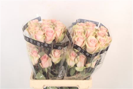 <h4>R Gr Ec Absolut In Pink</h4>