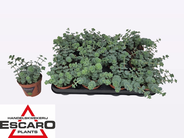 <h4>SEDUM SIEBOLDII</h4>