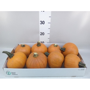 Cucurbita max. 'Halloween'