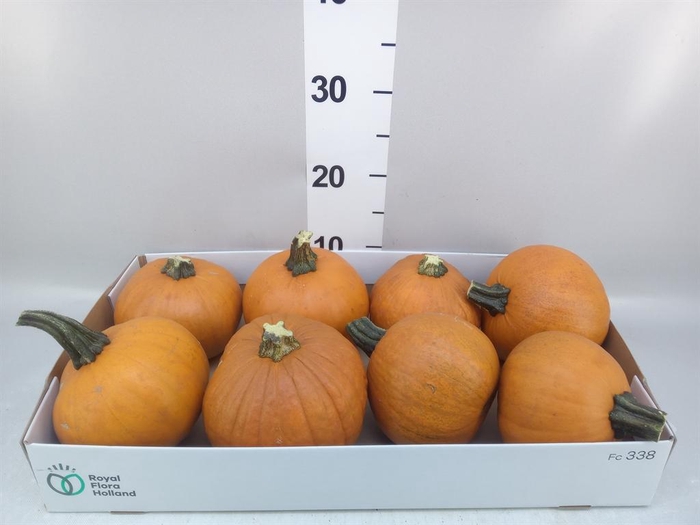 <h4>Cucurbita max. 'Halloween'</h4>