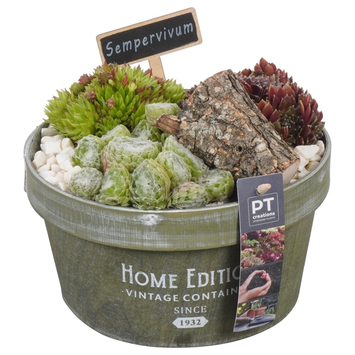 <h4>Arr.  Sempervivum L%</h4>