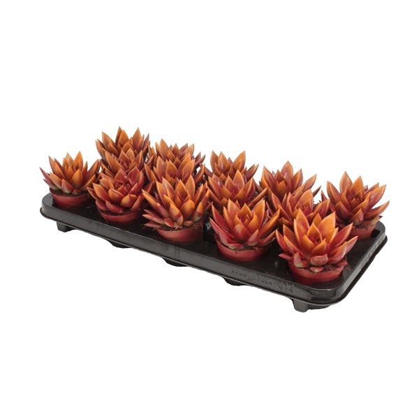 <h4>Echeveria Bicolor Red/Orange</h4>