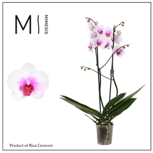 Phalaenopsis Mountion 2 spike - 12cm | Mimesis