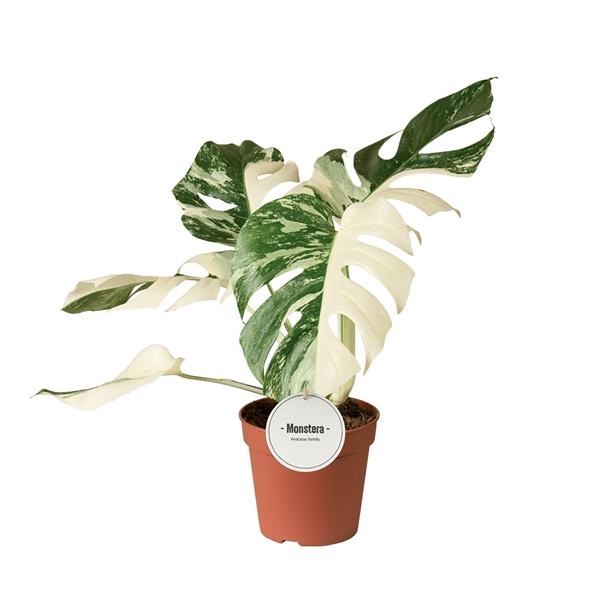 <h4>Monstera deliciosa 'Variegata'</h4>