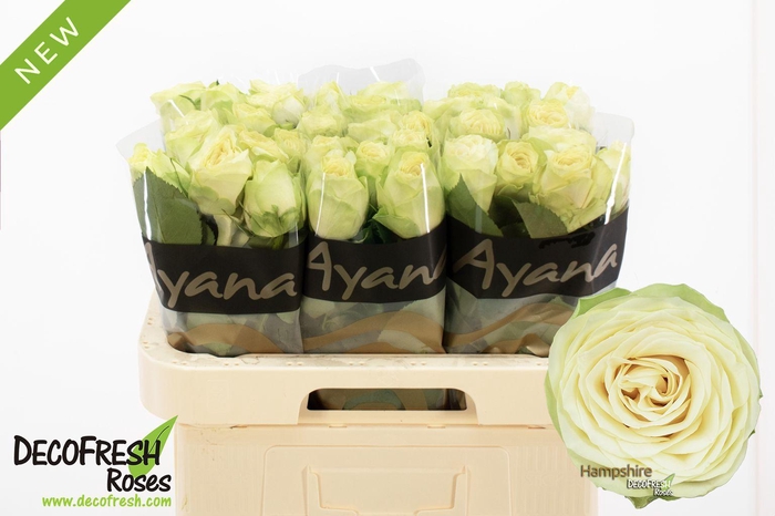 <h4>R Gr Hampshire</h4>