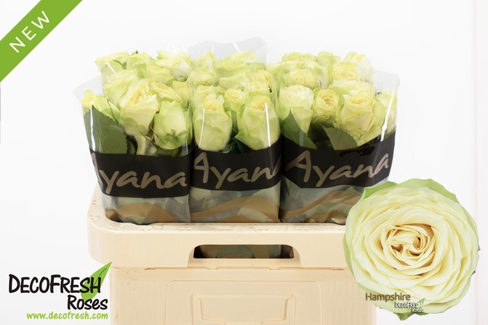 <h4>R Gr Hampshire</h4>