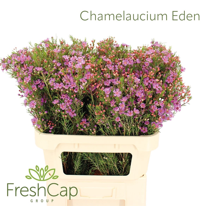 <h4>Chamelaucium Eden</h4>