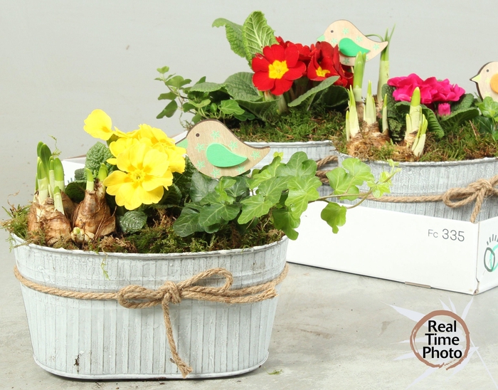 <h4>ARR TUINPLANTEN</h4>