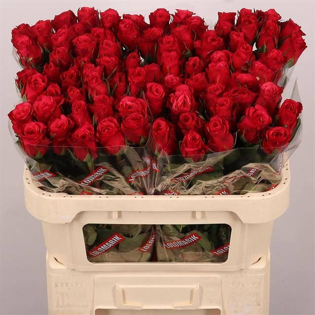 <h4>R GR CHERRY-O!</h4>