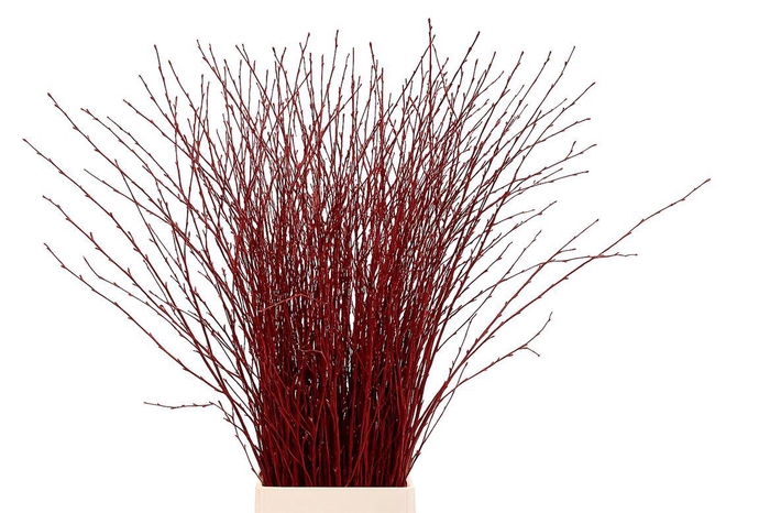 <h4>Berk 70cm Rood Pbs</h4>
