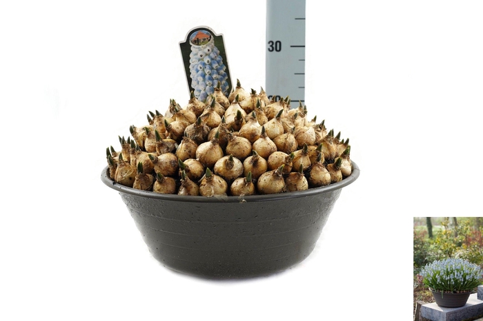 <h4>Muscari Peppermint</h4>