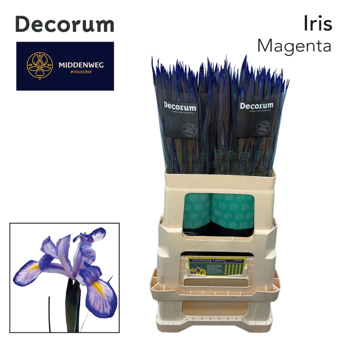 <h4>IRIS OV MAGENTA</h4>