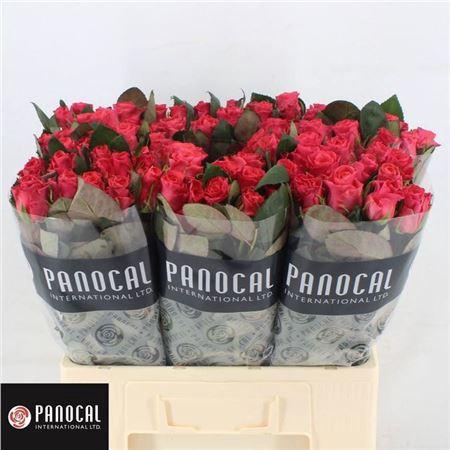 <h4>R Gr Pink Tacazzi+</h4>