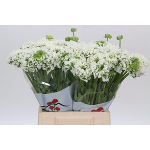 Ranunculus Pon Pon Igloo