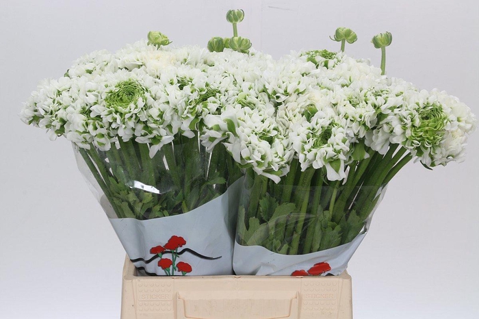 <h4>Ranunculus Pon Pon Igloo</h4>