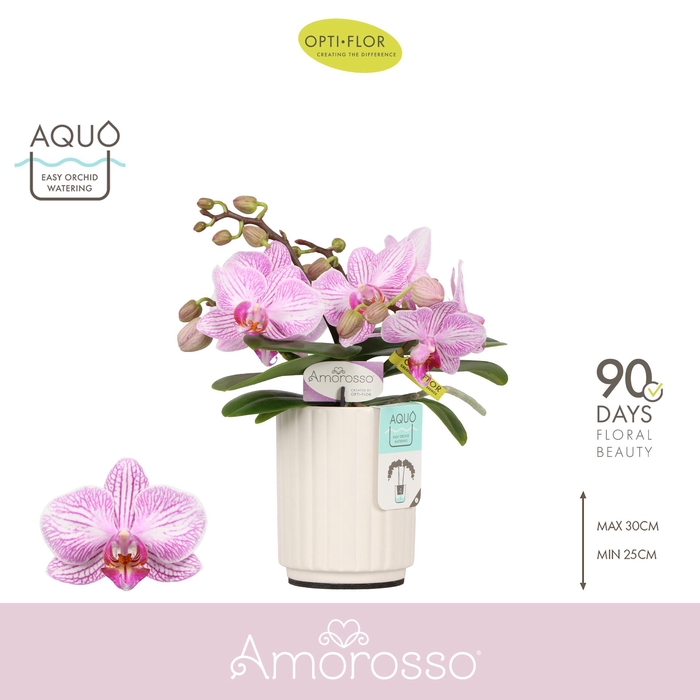 <h4>Amorosso Merlini 3 spike in Molise White Aquo</h4>