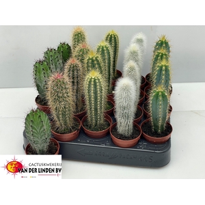 CACTUS GEM