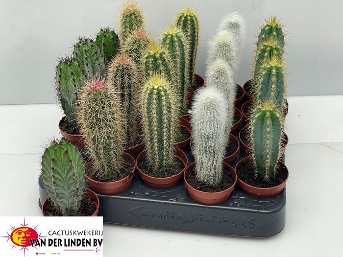 CACTUS GEM