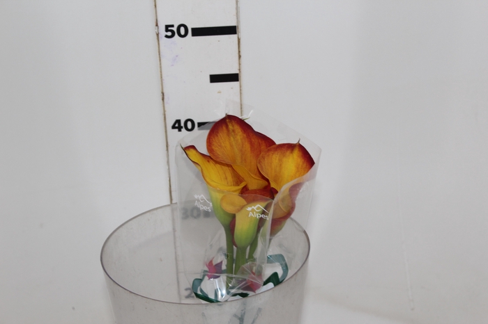<h4>CALLA TRINITY</h4>
