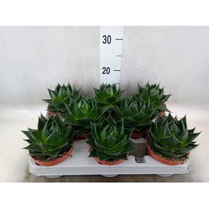 Aloe aristata 'Cosmo'