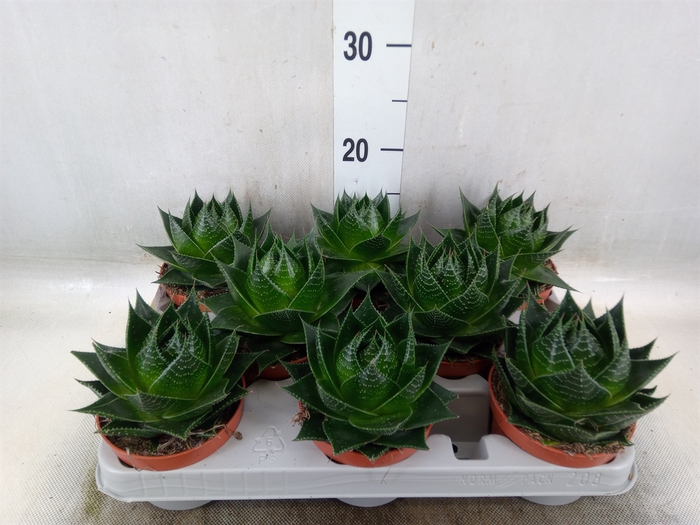<h4>Aloe aristata 'Cosmo'</h4>
