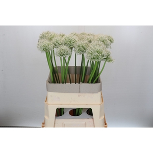 Allium Mount Everest