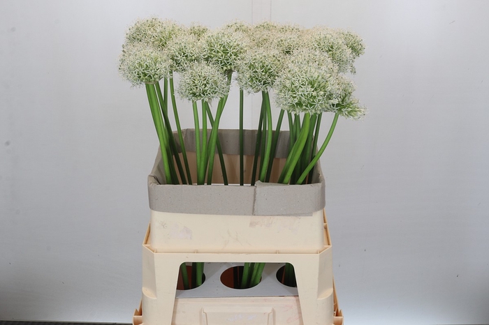 <h4>Allium Mount Everest</h4>