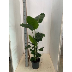 STRELITZIA NICOLAI