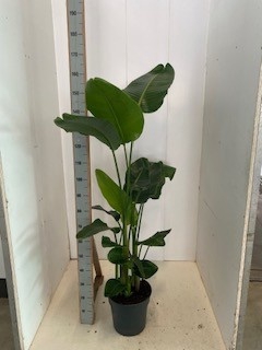 <h4>STRELITZIA NICOLAI</h4>