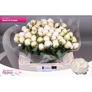 PAEO L BOWL OF CREAM