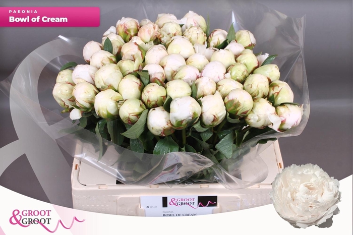 <h4>PAEO L BOWL OF CREAM</h4>