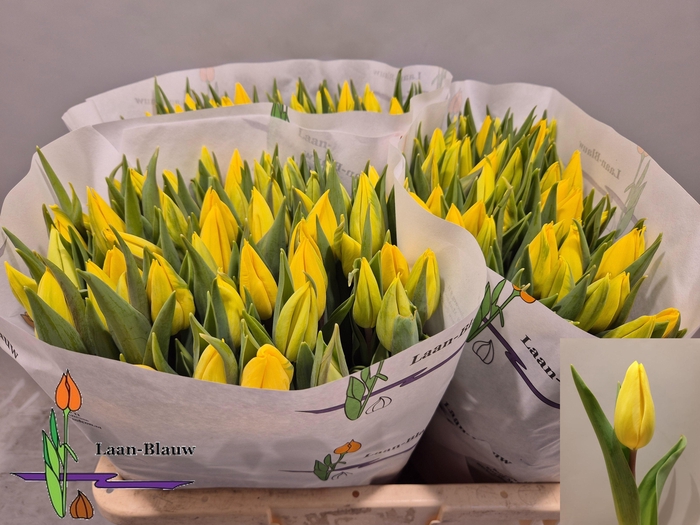 <h4>TU EN STRONG GOLD</h4>