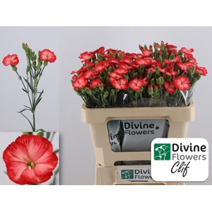 Di Solomio Clif Divine