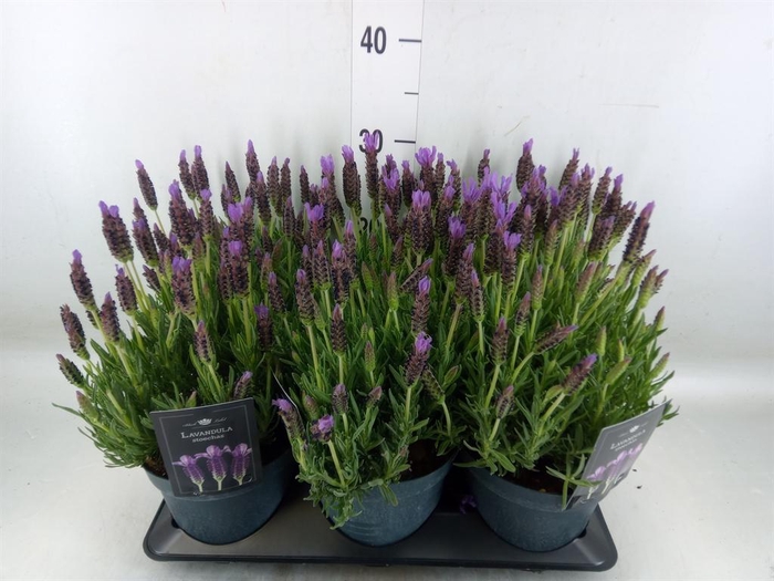 <h4>Lavandula stoec.</h4>
