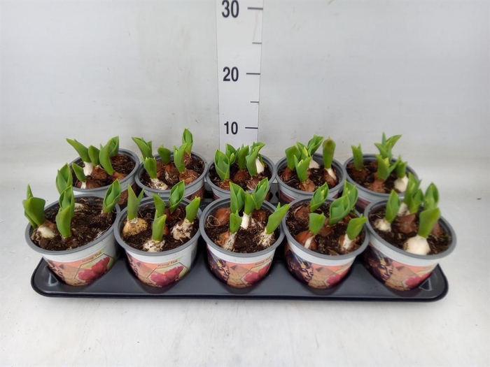 <h4>Tulipa   ...</h4>