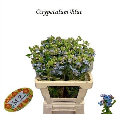 <h4>Oxy Co Tan Pure Blue</h4>