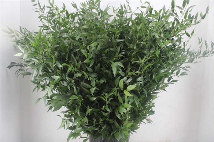 <h4>Ruscus Long 4 Stems P Bunch</h4>