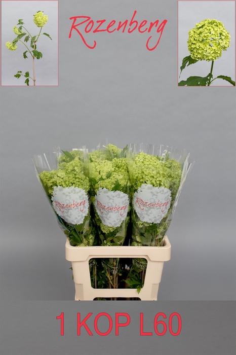 <h4>VIBURNUM ROSEUM ST</h4>