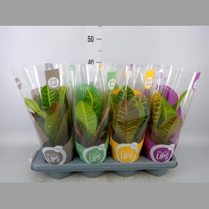 Codiaeum var. GR 'Petra'