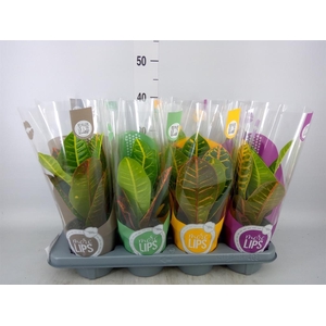 Codiaeum var. GR 'Petra'