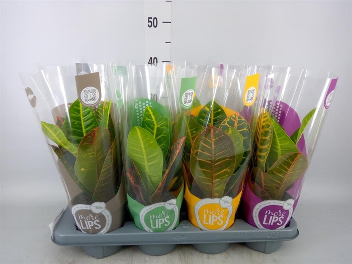 <h4>Codiaeum var. GR 'Petra'</h4>