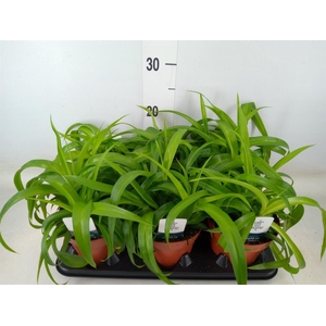 Chlorophytum com. 'Green Bonnie'